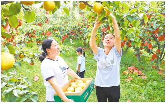 水果丰产助农增收