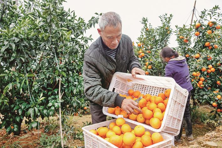 永安贡川：千亩沃柑品质好