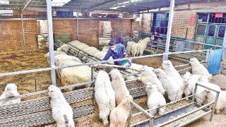庆阳图强种植养殖农民专业合作社负责人李昕谦给羊添加饲料