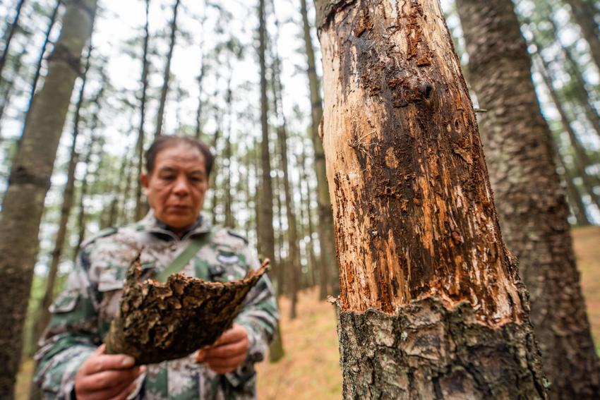 贵州毕节：抚平“地球伤疤” 守护“天然氧吧”