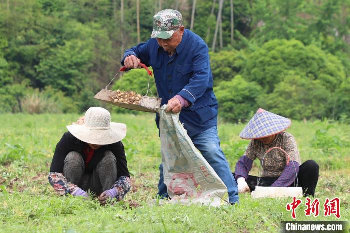 浙江磐安：浙贝母陆续产新 药农田间采挖忙