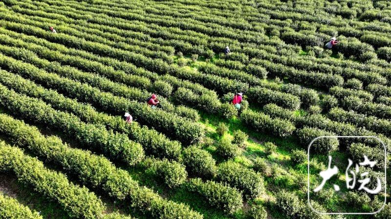 庐江：明前茶飘香 采制销售忙