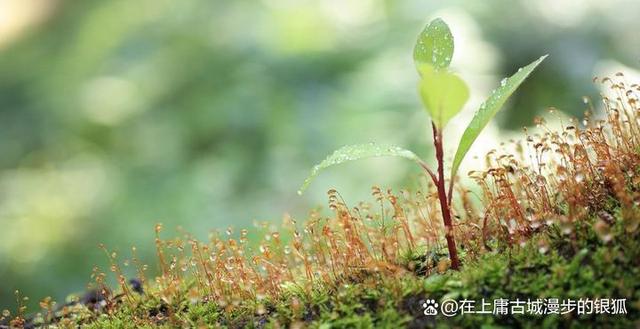 平淡最真，简单最美，心中无事，细水长流