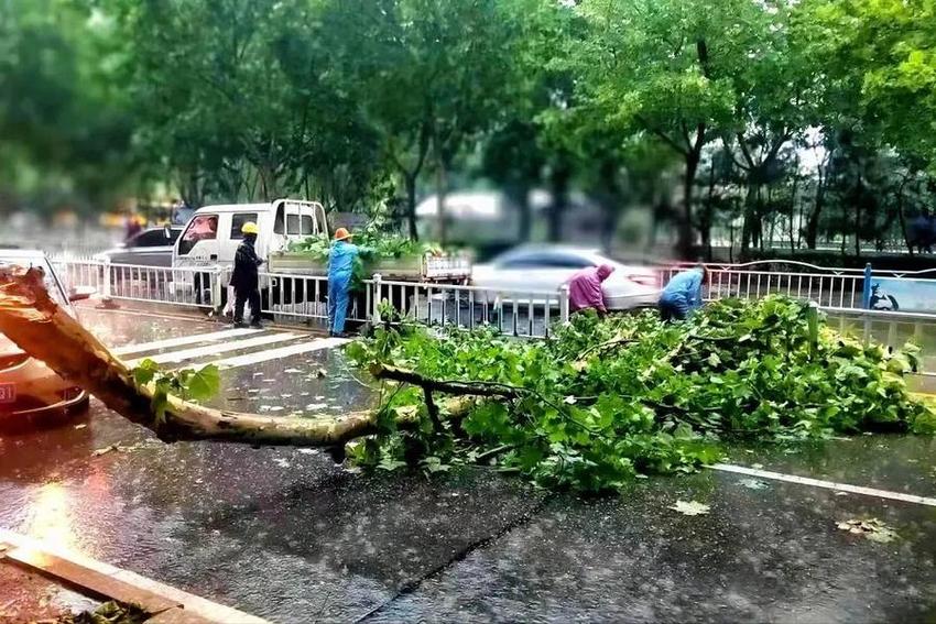 闻“汛”而动，风雨无阻！日照市园林环卫集团全力抢险保通畅