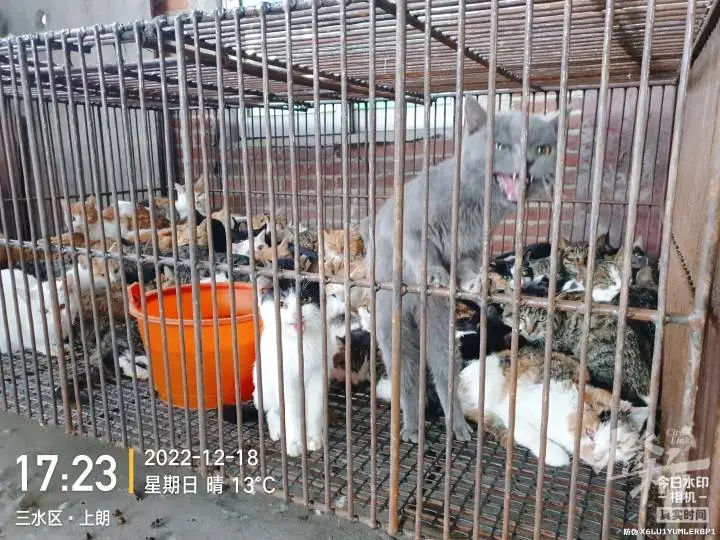 爱猫失踪后女子暗访整条产业链：餐厅把猫头砍掉冒充兔肉鸡肉