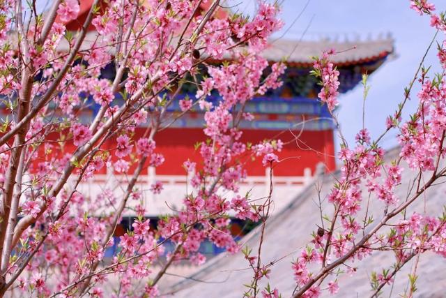 人间四月芳菲尽，山寺桃花始盛开，青阳不远邀您来