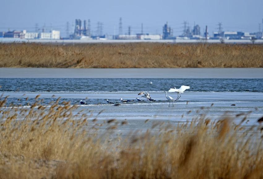 天津市首批国家级湿地自然保护区湿地公园通过生态修复