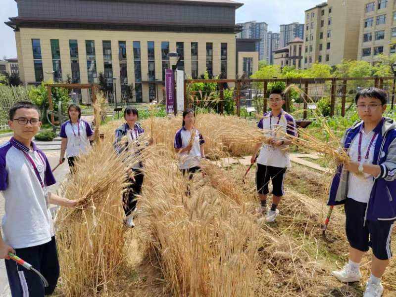 校园麦黄粒粒飘香，四川南充这所学校收麦了