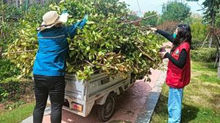 修剪绿化带 ，李营街道东翔社区美化小区风景线