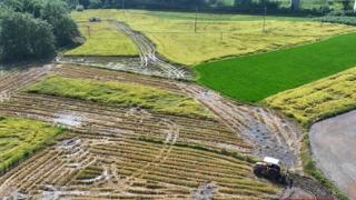 衡山县20.11万亩早稻收割步入尾声