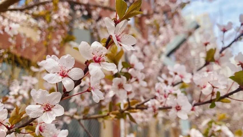 高新“校花”来啦，你Pick哪家？