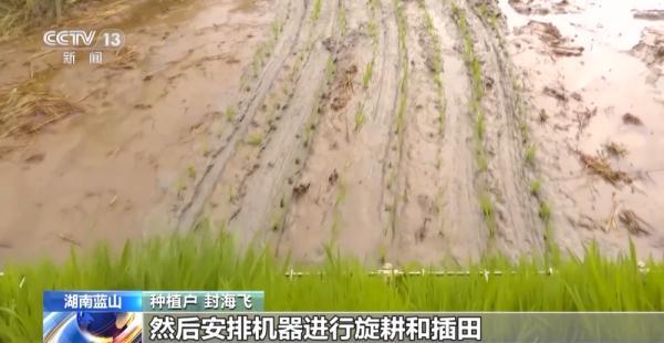 湖北荆州：早稻收割接近尾声总产量约20万吨