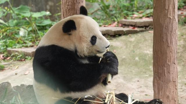 大熊猫吃剩下的竹子，变废为宝