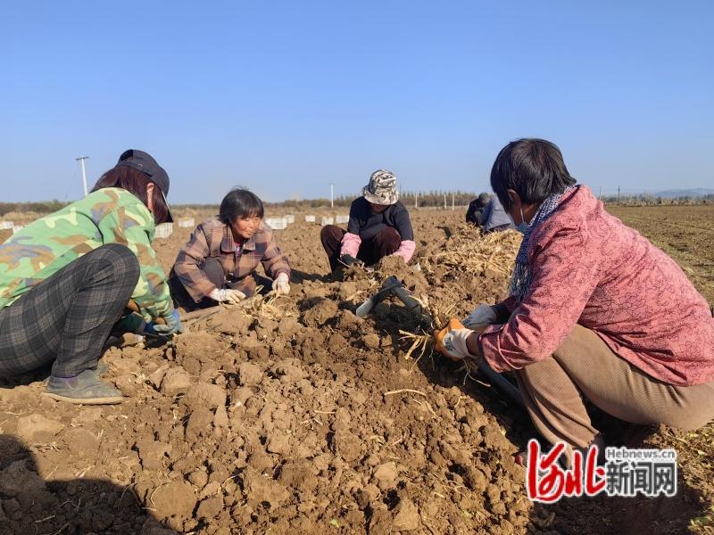 组图｜河北滦州：订单化药材种植助力致富增收