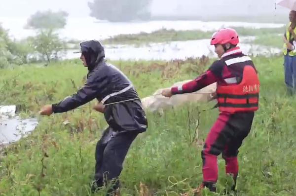 沈阳209只羊被困排洪区，消防员用绳索营救！