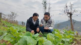 习水县永安镇：忙碌的“秋冬” 播种“春夏”的憧憬