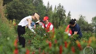 重庆黔江：“椒”香四溢产业旺