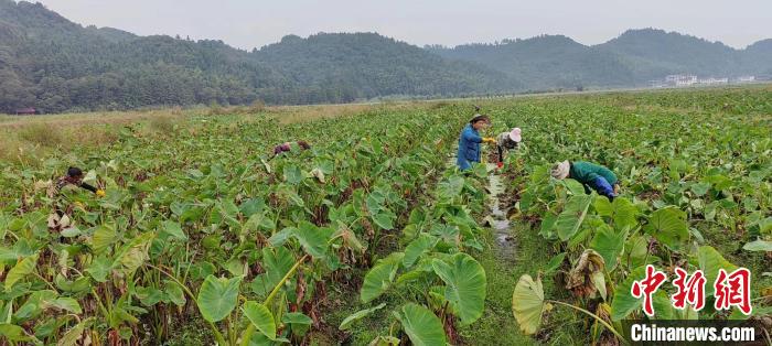 （乡村行·看振兴）江西崇仁：槟榔芋紫薯丰收忙 乡贤农户共致富