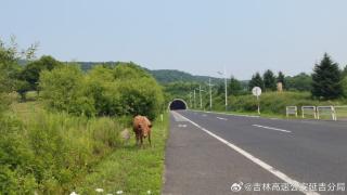 高速隧道附近发现黄牛 巡逻民警及时驱赶除隐患