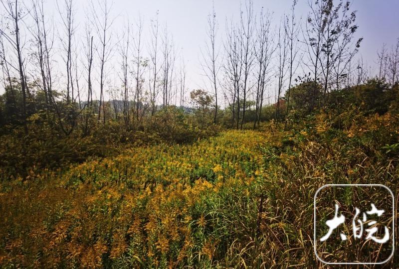 多名读者反映“一枝黄花”所在地 大皖新闻记者实地探访