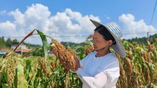 习水：高粱“涨红了脸” 农民笑弯了腰