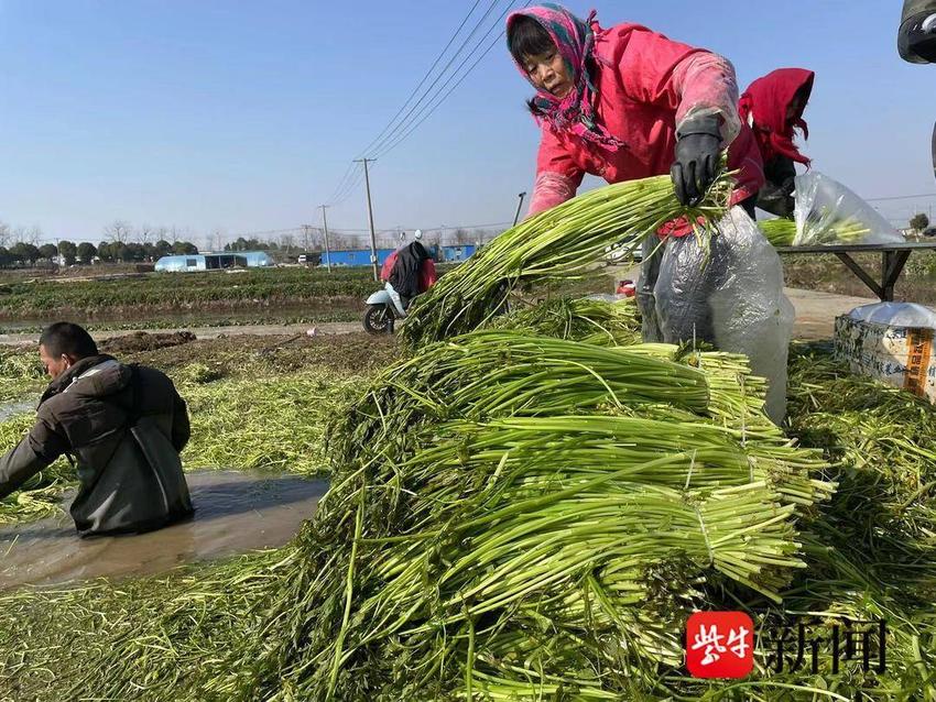 “水中小菜”长成“摇钱大树”！村民在冰冷水中摘水芹，荷包鼓了心头热乎乎