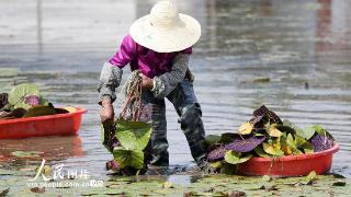 江苏扬州：芡实栽植 助农增收