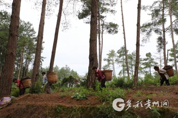 余庆：“一村一策”打开集体经济“致富密码”