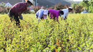 河北迁西：山地种植中药材助增收