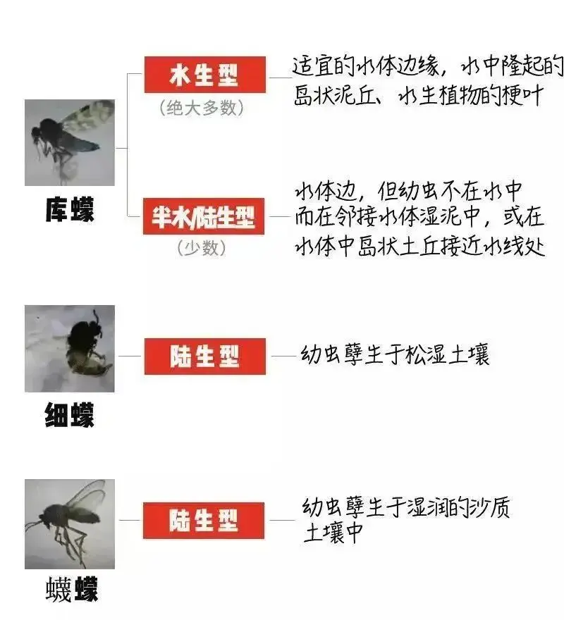 崩溃！这个“吸血鬼”，又猛又难缠！最近多人中招，街坊：去年的还未好，今年又续上