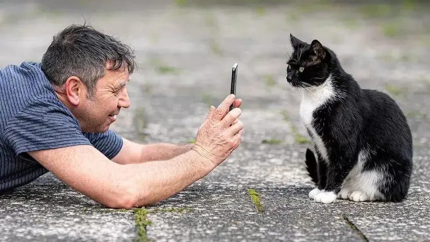 奶牛猫会帮听障主人取邮件，还提醒她接电话！猫猫队也能立大功！