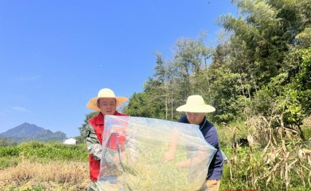 永顺塔卧镇志愿者助农抢收稻谷