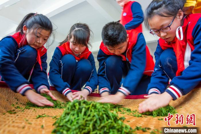 江西都昌茶园里的“劳动课”