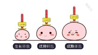 卵泡不成熟，这四招解决卵泡不成熟的情况