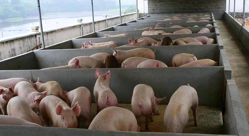 预防猪瘟有效的方法有哪些？养猪怎样预防猪瘟的发生？我来告诉你