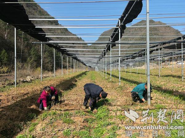 三官洞林区：连翘育苗“走出”大山