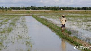 化肥、燃油等种植成本涨涨涨，缅甸若开邦农民减少种植面积