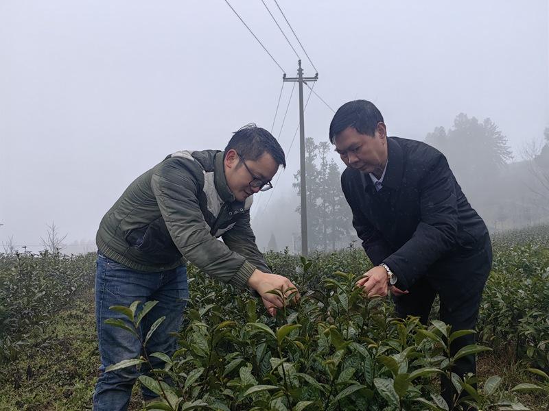 贵州金沙：走好乡村振兴“茶之路” 助力茶农端稳“产业饭”