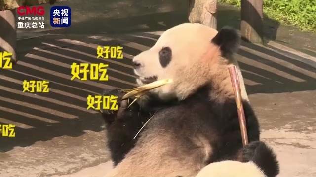 嚼笋笋吃果果......快来围观大熊猫“围炉煮茶”