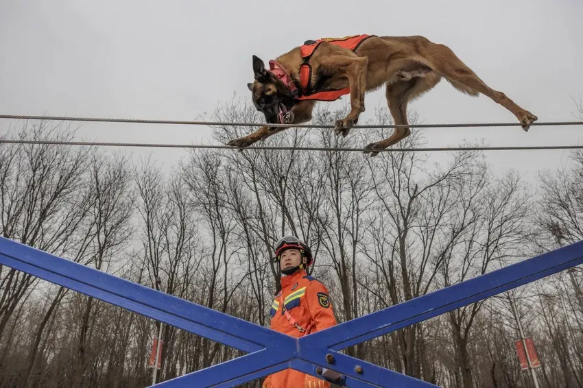 当狗狗成为搜救犬