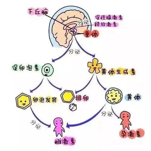 怎么让小卵泡怎么变成成熟的大卵泡