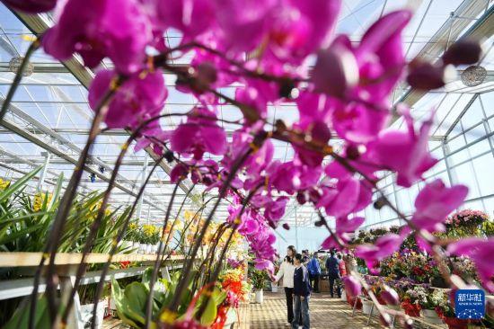 河北滦州：寒冬时节鲜花俏