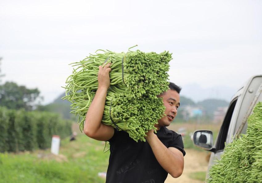 广西融水：豆角丰收采摘忙