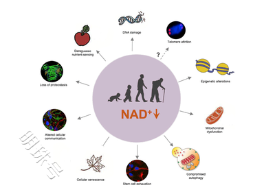 关于NAD+补充的真相揭秘：吸收难题与科学补充方法