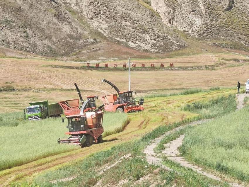 称多县万亩饲草基地喜获丰收