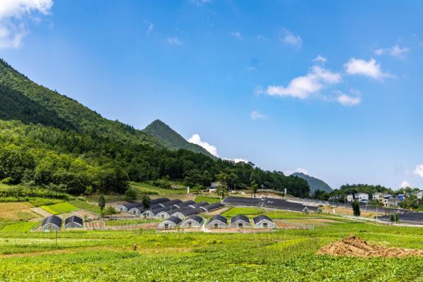 重庆巫溪县兰英乡贝母种植基地助力乡村振兴