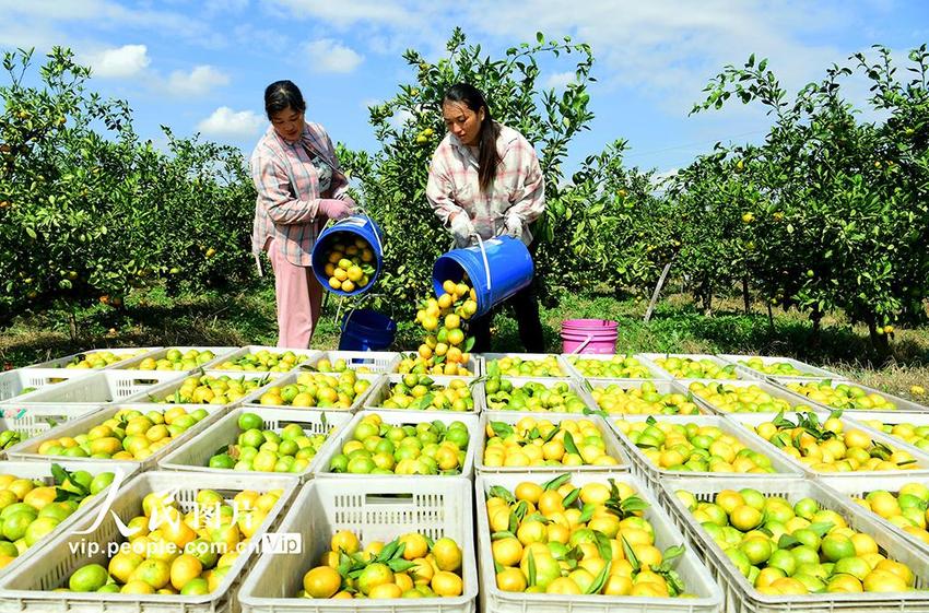 江苏太仓：采收橘子 助农增收