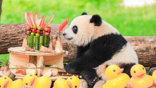 长安启源加入“重庆青少年大熊猫守护计划” 守护大熊猫健康与生物多样性