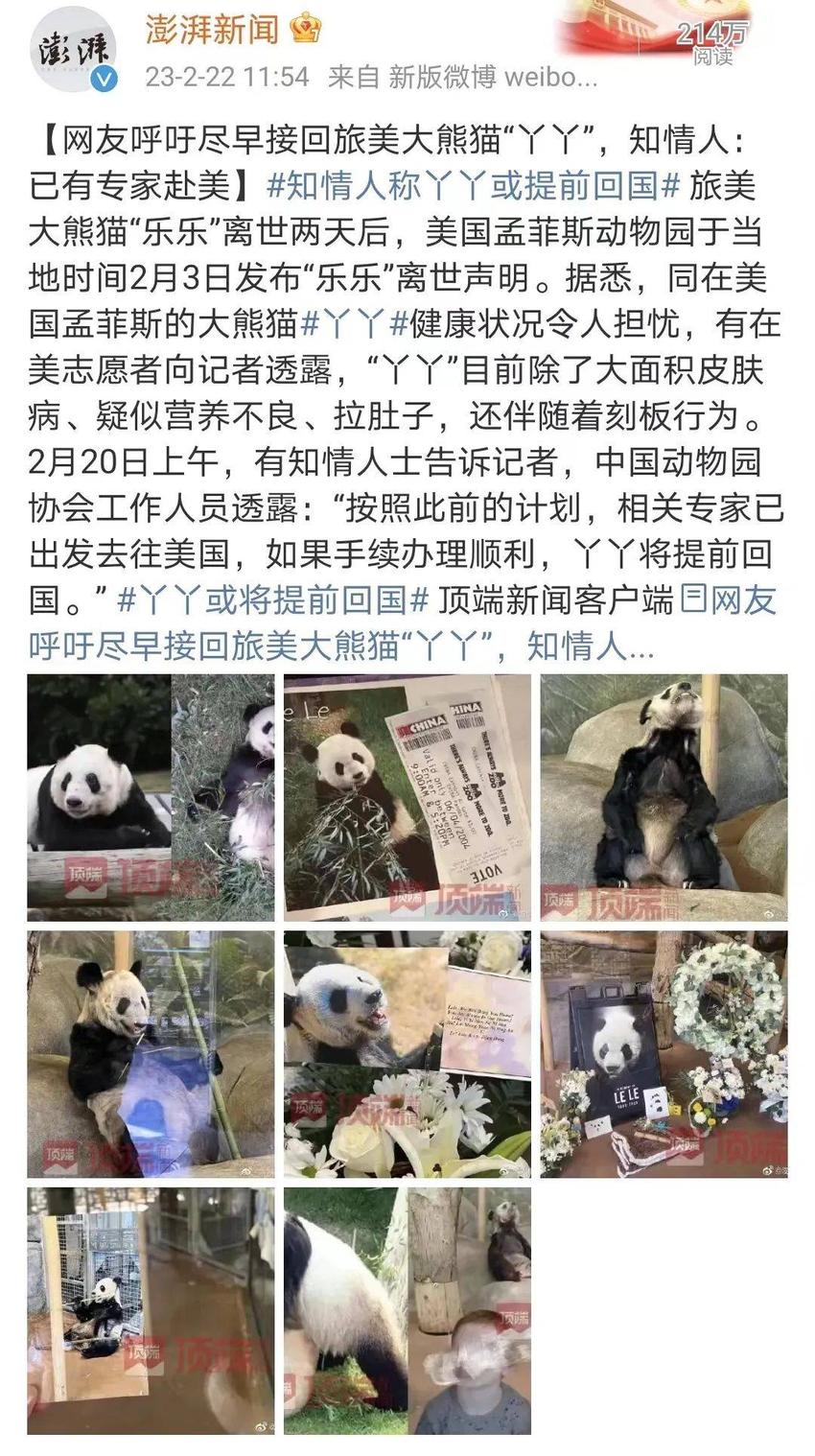 我真的太爱熊猫了，难不成上辈子是根竹子？