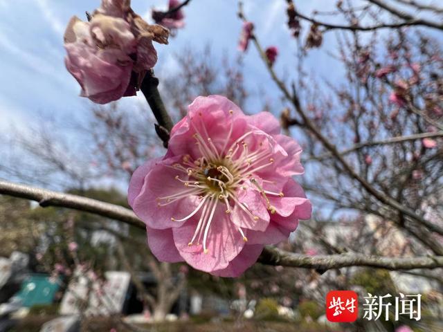 南京中山陵梅花盛放，游客用鼻子贴近梅花